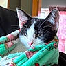 kitten, cat, black_and_white, blanket, cozy, indoor, cute, fur, whiskers, ears, pink_nose, soft, wrapped, resting, pet, animal, small, adorable, portrait, comfort
