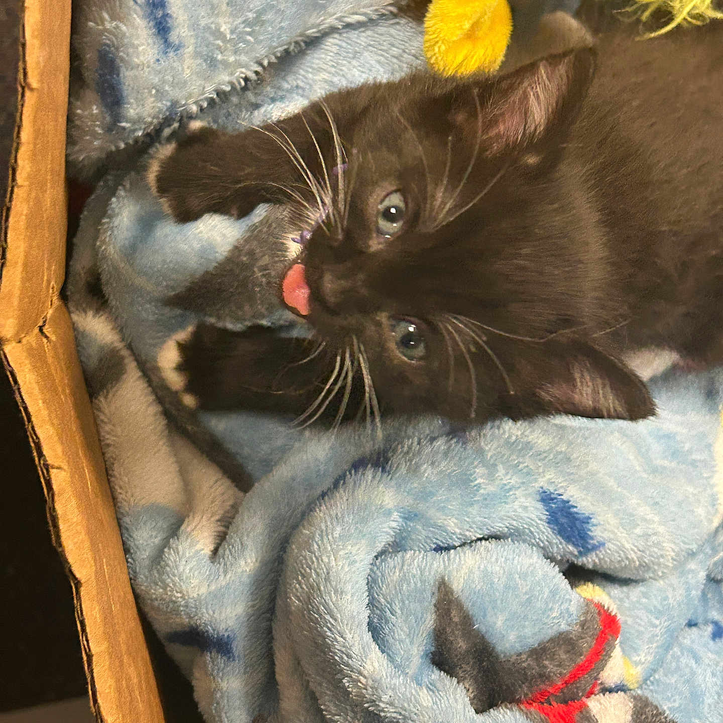 Lucky Lou is registered to the contest to win money with this photo: abyssinian, animal, blackcat, blanket, bodypart, box, cat, furniture, homedecor, kitten, laundry, linen, manx, mouth, person, pet, quilt, siamese, tongue, towel
