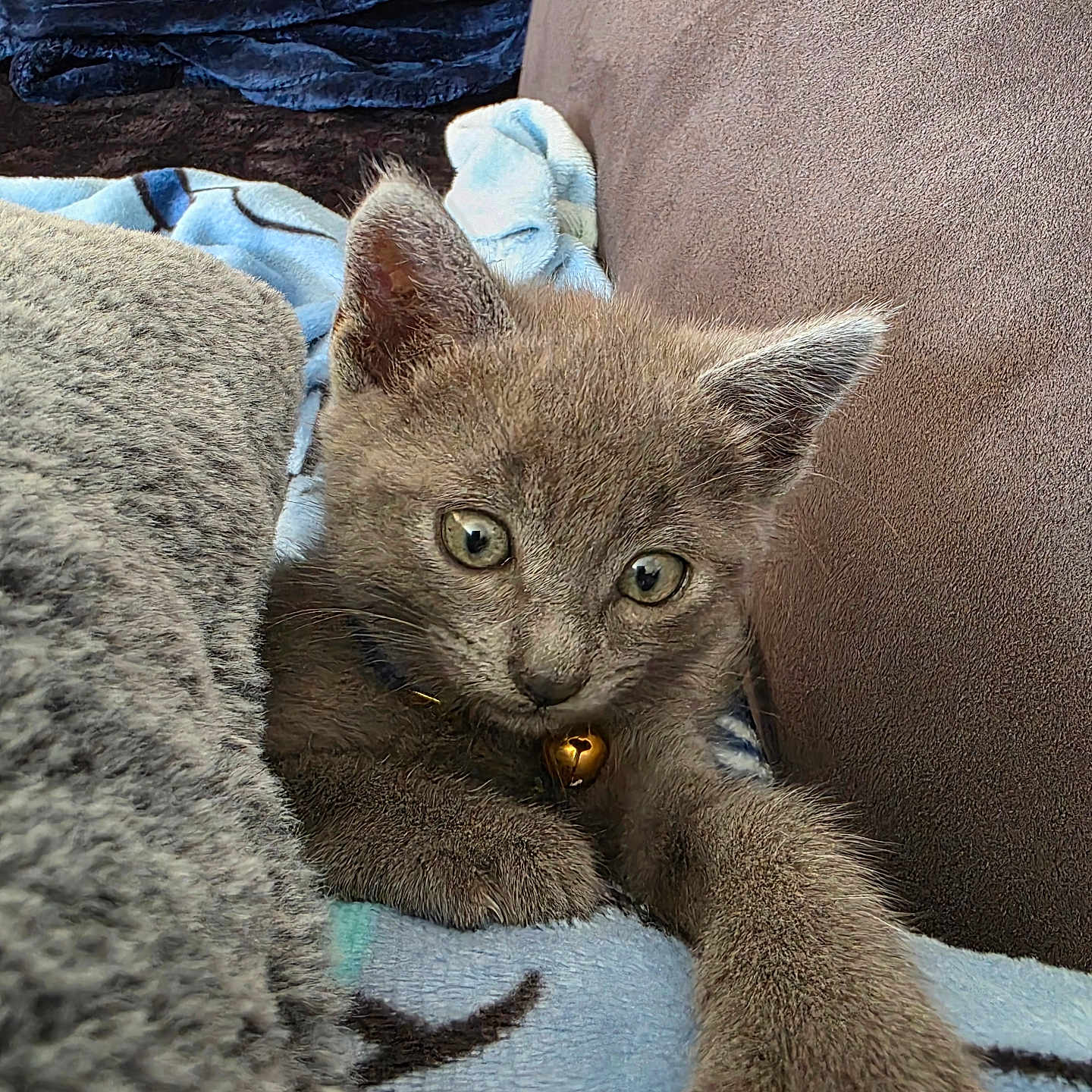 Gribouille participe au concours pour gagner de l'argent avec cette photo : animal, bell, blanket, claws, closeup, collar, cushion, cute, ears, feline, fur, gray_cat, indoor, kitten, paw, pet, resting, soft_fabric, whiskers, young_animal