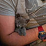 kitten, cat, gray_cat, pet, arm, person, watch, tshirt, casual, indoor, cozy, snug, fur, cute, animal, resting, human, holding, closeup, relaxation