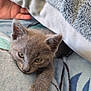kitten, cat, paw, blanket, fur, gray, soft, cozy, resting, sleepy, closeup, indoor, hand, human, animal, pet, cute, feline, relaxed, comfort