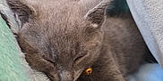 Gribouille participe au concours pour gagner de l'argent avec cette photo : kitten, cat, sleeping, gray_fur, blanket, cozy, resting, pet, fur, paw, collar, bell, cute, animal, indoor, soft_texture, relaxation, closeup, young_cat, nap