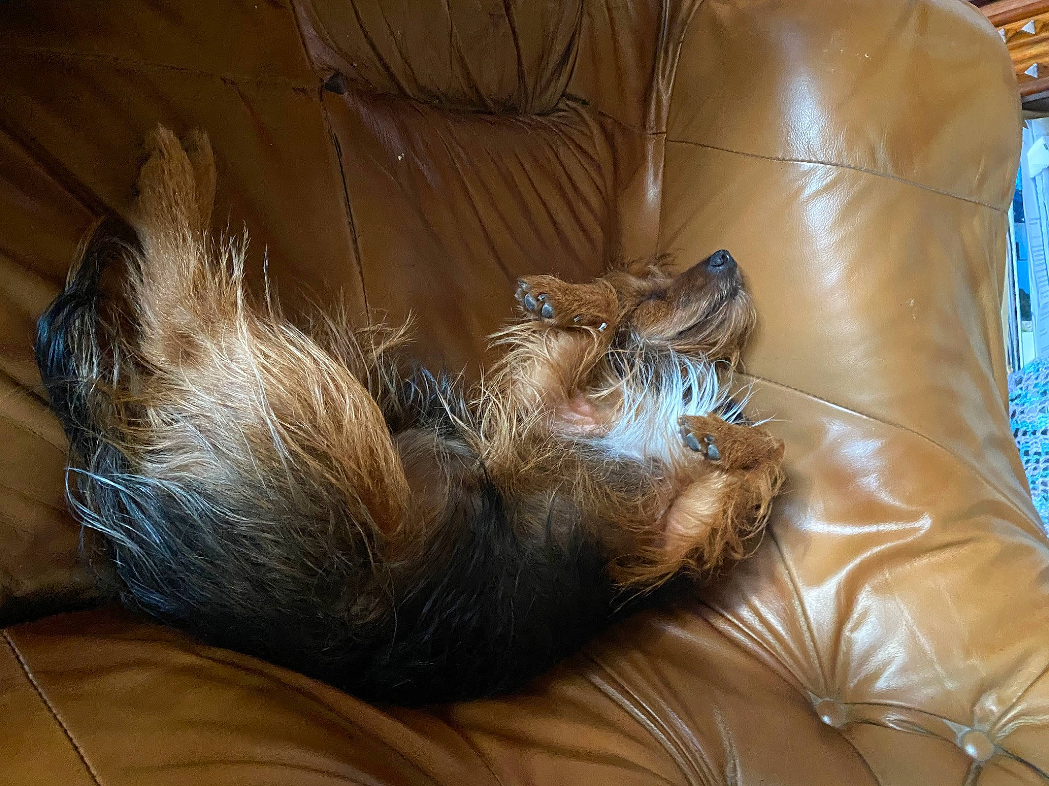 Raiponse participe au concours pour gagner de l'argent avec cette photo : brown, canidae, carnivore, cat, comfort, couch, domestic_short_haired_cat, fawn, felidae, flooring, foot, fur, human_leg, liver, small_to_medium_sized_cats, sporting_group, tail, terrestrial_animal, whiskers, wood