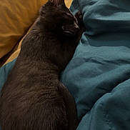 Bobbi joined the competition — help win amazing prizes! cat, black_cat, sleeping, bed, blanket, pillow, cozy, indoor, pet, fur, relaxing, animal, resting, domestic_animal, cute, soft, comfort, feline, side_view, snug