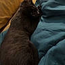 cat, black_cat, sleeping, bed, blanket, pillow, cozy, indoor, pet, fur, relaxing, animal, resting, domestic_animal, cute, soft, comfort, feline, side_view, snug