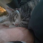 Babies joined the competition — help win amazing prizes! cat, kitten, sleeping, gray_tabby, pink_blanket, wooden_floor, indoor, cozy, pet, animal, resting, feline, soft, cute, domestic, two_cats, relaxing, fur, whiskers, paws