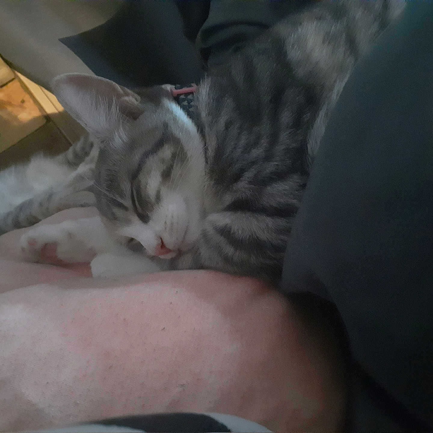 Babies joined the competition — help win amazing prizes! animal, cat, cozy, cute, domestic, feline, fur, gray_tabby, indoor, kitten, paws, pet, pink_blanket, relaxing, resting, sleeping, soft, two_cats, whiskers, wooden_floor