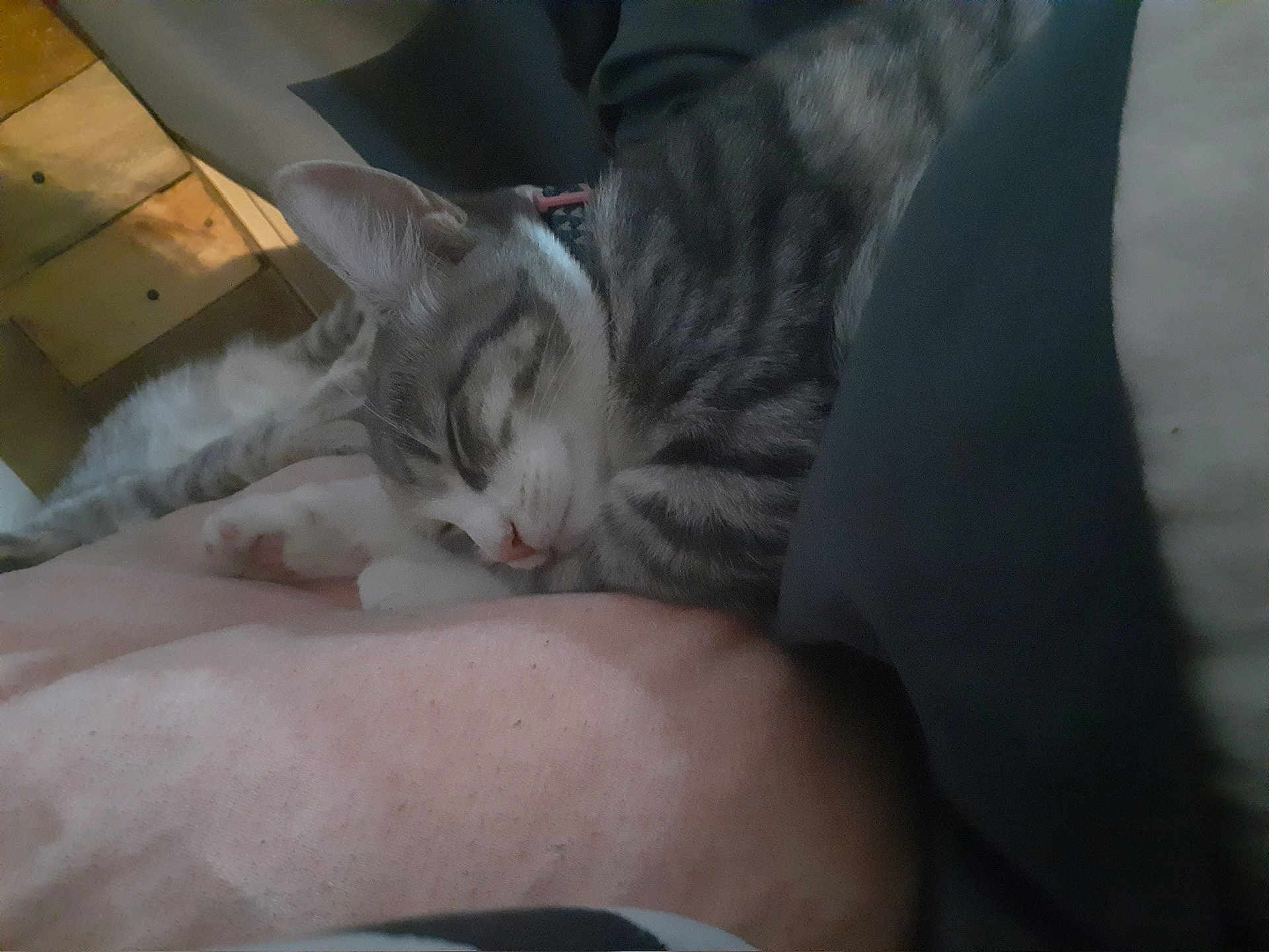 Babies joined the competition — help win amazing prizes! cat, kitten, sleeping, gray_tabby, pink_blanket, wooden_floor, indoor, cozy, pet, animal, resting, feline, soft, cute, domestic, two_cats, relaxing, fur, whiskers, paws