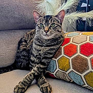 Maddox joined the competition — help win amazing prizes! cat, tabby_cat, couch, pillow, crossed_paws, indoor, window_blinds, decor, feathers, feline, pet, relaxed, animal, striped, home, furniture, cozy, sitting, portrait, domestic_cat