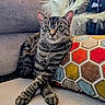 cat, tabby_cat, couch, pillow, crossed_paws, indoor, window_blinds, decor, feathers, feline, pet, relaxed, animal, striped, home, furniture, cozy, sitting, portrait, domestic_cat