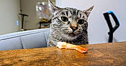Maddox is registered to the contest to win money with this photo: cat, tabby_cat, shrimp, wooden_table, chair, indoor, pet, animal, curious, closeup, feline, domestic_cat, gray, striped, whiskers, face, food, looking, background, home