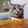 cat, tabby_cat, shrimp, wooden_table, chair, indoor, pet, animal, curious, closeup, feline, domestic_cat, gray, striped, whiskers, face, food, looking, background, home