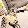 Maddox joined the competition — help win amazing prizes! cat, tabby_cat, couch, sofa, relaxed, pet, indoor, feline, striped_fur, pillow, beige, furniture, resting, animal, cute, whiskers, tail, comfort, domestic_cat, home