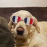 Shelsy a rejoint le concours — aidez-le/la à gagner de superbes lots ! animal, closeup, companion, couch, cute, dog, domestic_animal, ears, french_flag, funny, fur, golden_retriever, house, indoor, nose, pet, portrait, relaxed, resting, sunglasses