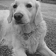 Shelsy participe au concours pour gagner de l'argent avec cette photo : animal, black_and_white, calm, collar, dog, ears, expression, face, fur, gate, golden_retriever, gravel, lying_down, nature, outdoor, pet, portrait, shrubbery, snout, tag