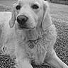 animal, black_and_white, calm, collar, dog, ears, expression, face, fur, gate, golden_retriever, gravel, lying_down, nature, outdoor, pet, portrait, shrubbery, snout, tag