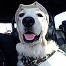 Shelsy participe au concours pour gagner de l'argent avec cette photo : accessory, animal, canine, cap, car, car_seat, companion, cute, dog, golden_retriever, happy, harness, headphones, leisure, pet, portrait, smiling, tongue_out, vehicle_interior, white_fur