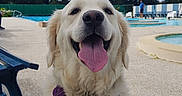 Shelsy participe au concours pour gagner de l'argent avec cette photo : bench, canine, clouds, concrete, dog, golden_retriever, happy, leash, outdoor, person, pet, poolside, purple_harness, sitting, sky, smiling, summer, tongue_out, trees, water
