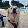 bench, canine, clouds, concrete, dog, golden_retriever, happy, leash, outdoor, person, pet, poolside, purple_harness, sitting, sky, smiling, summer, tongue_out, trees, water