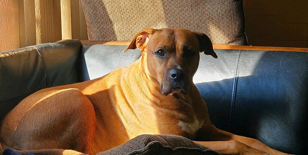 Francesca is registered to the contest to win money with this photo: canidae, carnivore, comfort, companion_dog, couch, dog, dog_breed, dog_supply, fawn, flooring, guard_dog, hardwood, lamp, pet_supply, snout, sporting_group, whiskers, wood, working_animal, working_dog