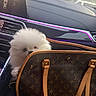 Prada is registered to the contest to win money with this photo: dog, fluffy, white, puppy, handbag, luxury_brand, louis_vuitton, car_interior, dashboard, rain, window, seat, leather, accessory, pet, cute, peek, fur, small_dog, travel