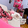 Prada joined the competition — help win amazing prizes! dog, white_dog, couch, blanket, pink, plush_toy, decor, hat, doll, room, floor, curtain, table, lamp, pet, cozy, fur, indoor, cute, relaxing
