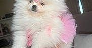 Prada joined the competition — help win amazing prizes! dog, puppy, pomeranian, fluffy, white, pink_tutu, cute, pet, indoor, hand, accessory, adorable, small_dog, fur, animal, cozy, bedroom, couch, blurred_background, portrait