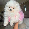 dog, puppy, pomeranian, fluffy, white, pink_tutu, cute, pet, indoor, hand, accessory, adorable, small_dog, fur, animal, cozy, bedroom, couch, blurred_background, portrait