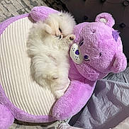 Prada is registered to the contest to win money with this photo: puppy, dog, fluffy, white, plush_toy, purple, cushion, bedroom, carpet, sleeping, cute, soft, pet, indoor, cozy, toy, comfort, resting, furniture, nap
