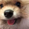 Milo is registered to the contest to win money with this photo: dog, close_up, blurry, tongue, fluffy, cute, pet, animal, fur, nose, mouth, happy, playful, indoor, face, expression, adorable, canine, furry, snout