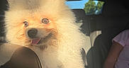 Milo joined the competition — help win amazing prizes! dog, pomeranian, fluffy, car, sunlight, happy, pet, fur, tongue_out, seat, seatbelt, indoor, smiling, animal, curly_fur, transportation, window, human_arm, shadow, daylight