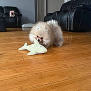 Milo joined the competition — help win amazing prizes! dog, puppy, pomeranian, toy, shark_toy, wooden_floor, living_room, black_sofa, leather_chair, pet, playful, fluffy, cute, indoor, home, flooring, animal, small_dog, pet_toy, mischievous