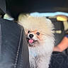 Milo joined the competition — help win amazing prizes! dog, pomeranian, fluffy, car_interior, pet, animal, cute, tongue_out, happy, seat, leather, closeup, furry, companion, travel, domestic_animal, fur, head, portrait, canine
