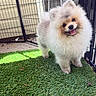 dog, pomeranian, fluffy, pet, grass, fence, outdoor, happy, smiling, tongue_out, small_dog, cute, animal, canine, fur, playful, enclosure, sunlight, portrait, friendly