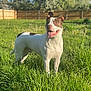 Chiefy joined the competition — help win amazing prizes! dog, canine, grass, outdoor, sunlight, fence, tongue_out, ears_up, happy, pet, animal, nature, yard, greenery, summer, daylight, mammal, white_coat, brown_patch, standing