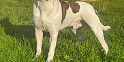 Chiefy is registered to the contest to win money with this photo: dog, grass, outdoor, fence, sunlight, pet, animal, standing, ears, brown_and_white, nature, yard, summer, canine, mammal, alert, domestic_animal, daylight, greenery, portrait