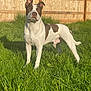 dog, grass, outdoor, fence, sunlight, pet, animal, standing, ears, brown_and_white, nature, yard, summer, canine, mammal, alert, domestic_animal, daylight, greenery, portrait