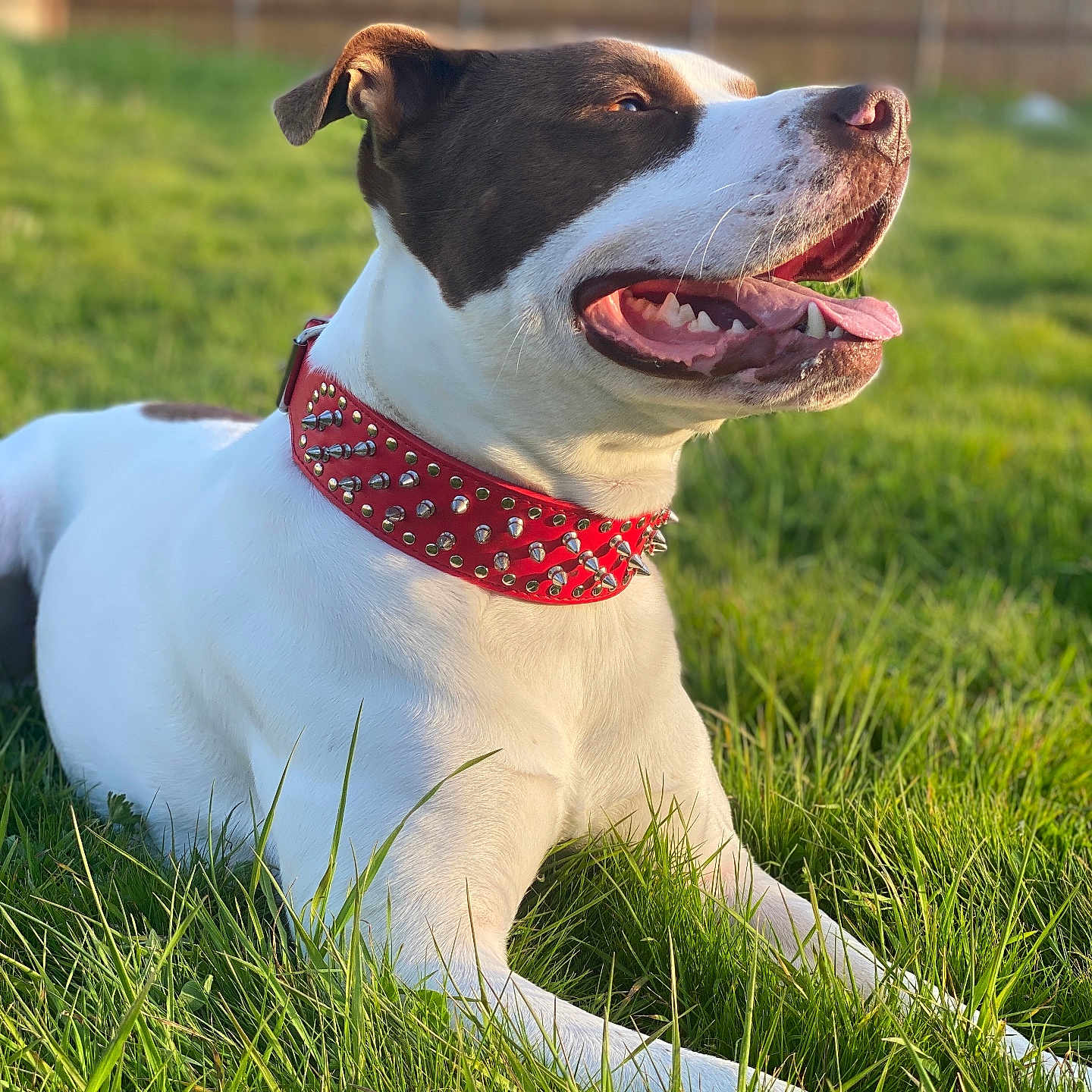 Chiefy is registered to the contest to win money with this photo: animal, brown_fur, canine, closeup, collar, daytime, dog, fence, grass, happy, lying_down, nature, outdoor, pet, red_collar, relaxed, summer, sunlight, tongue_out, white_fur