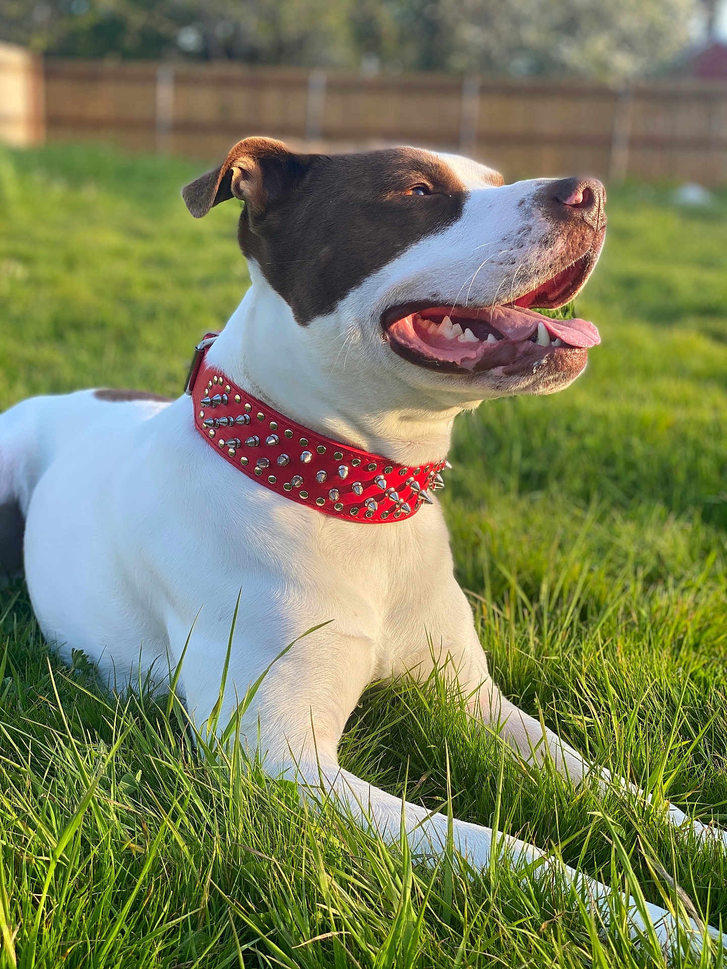 Chiefy is registered to the contest to win money with this photo: dog, animal, pet, grass, outdoor, sunlight, collar, red_collar, white_fur, brown_fur, tongue_out, happy, lying_down, nature, summer, fence, closeup, canine, relaxed, daytime