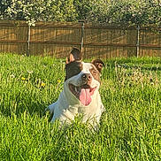 Chiefy is registered to the contest to win money with this photo: dog, grass, outdoor, sunlight, fence, nature, happy, tongue_out, pet, greenery, summer, playful, animal, canine, field, tree, daylight, smiling, leisure, relaxation