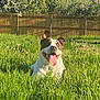 dog, grass, outdoor, sunlight, fence, nature, happy, tongue_out, pet, greenery, summer, playful, animal, canine, field, tree, daylight, smiling, leisure, relaxation
