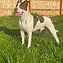 Chiefy joined the competition — help win amazing prizes! dog, brown_and_white, outdoor, grass, fence, sunlight, pet, canine, tongue_out, ears_up, happy, nature, yard, summer, animal, domestic_animal, playful, standing, daytime, mammal