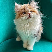 Lily participe au concours pour gagner de l'argent avec cette photo : kitten, cat, fluffy, orange, white, whiskers, teal_chair, pet, cute, feline, indoor, sitting, young, fur, animal, domestic, curious, small, adorable, portrait