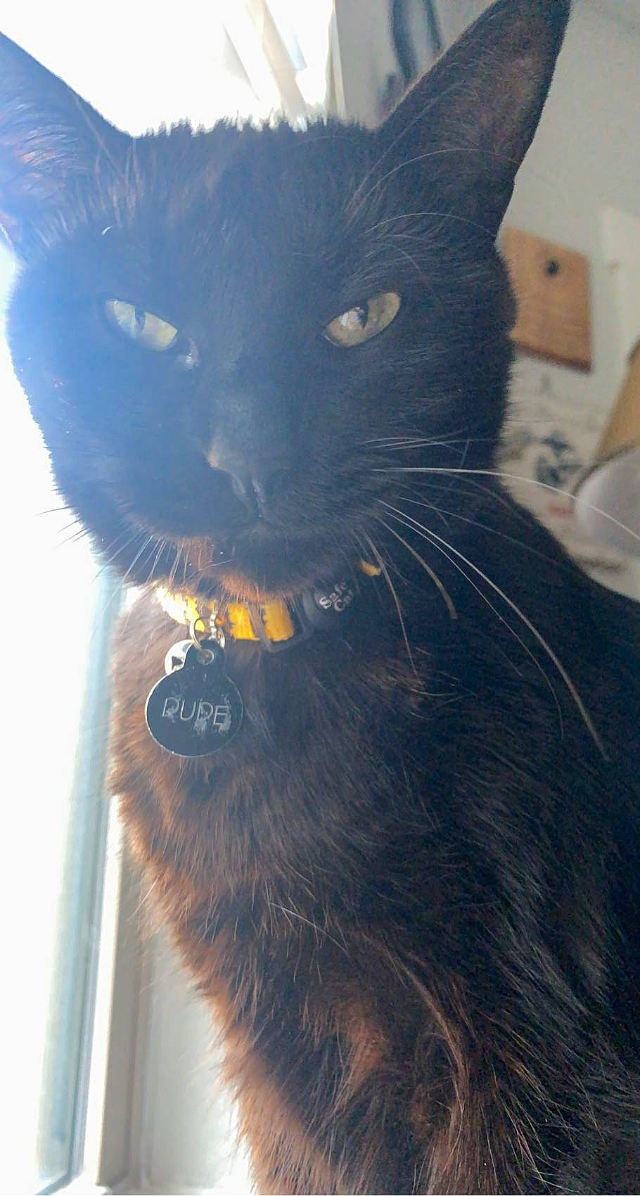 Dude joined the competition — help win amazing prizes! black_cat, bombay, carnivore, cat, claw, close_up, domestic_short_haired_cat, ear, electric_blue, felidae, fur, grey, havana_brown, paw, pet_supply, small_to_medium_sized_cats, snout, tail, terrestrial_animal, whiskers