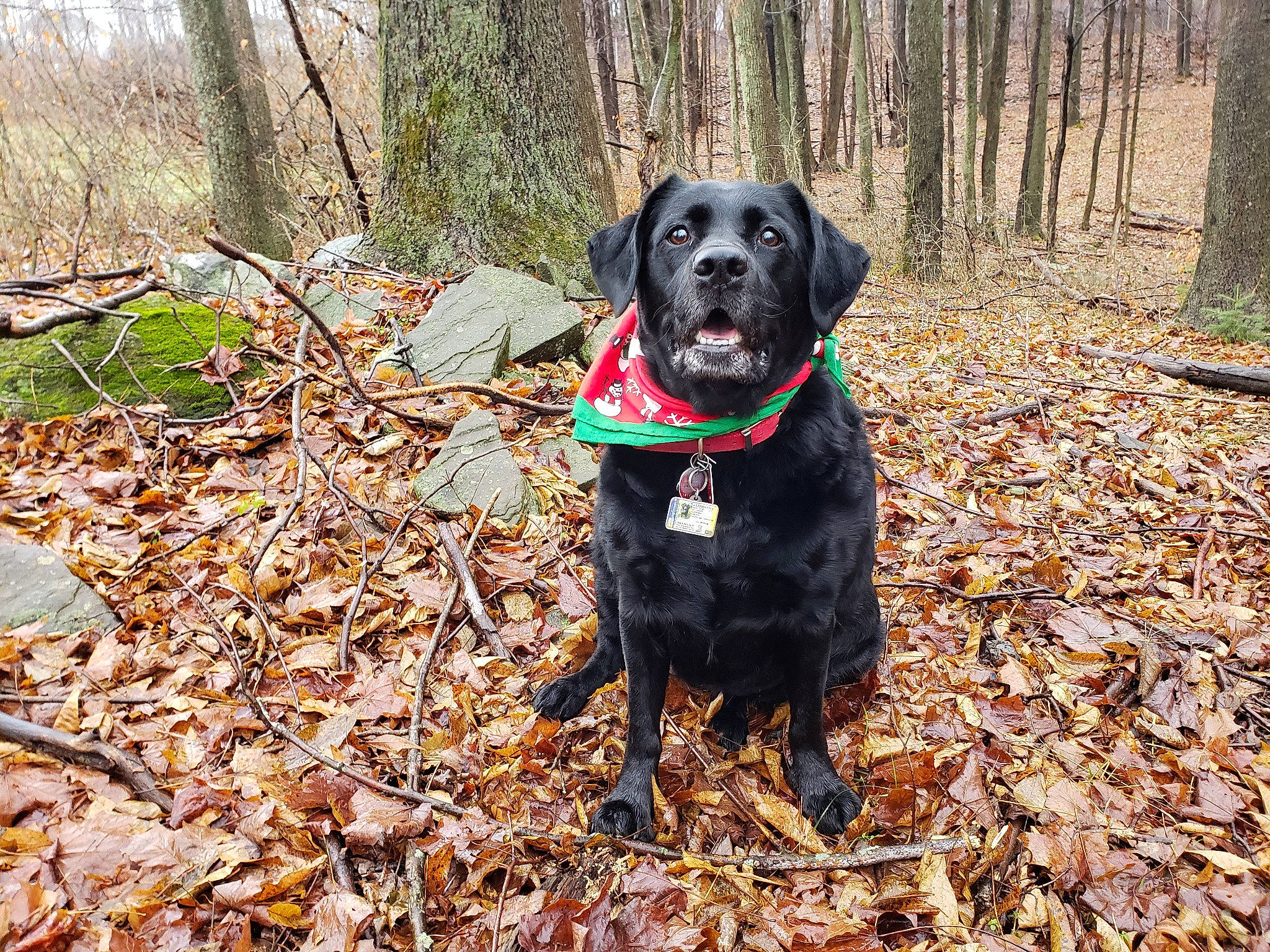 Lexie is registered to the contest to win money with this photo: adventure, beagador, borador, canidae, carnivore, dog, dog_breed, field_trial, flat_coated_retriever, forest, german_spaniel, hunting_dog, labrador_retriever, leaf, mammal, patterdale_terrier, pointing_breed, retriever, sporting_group, tree