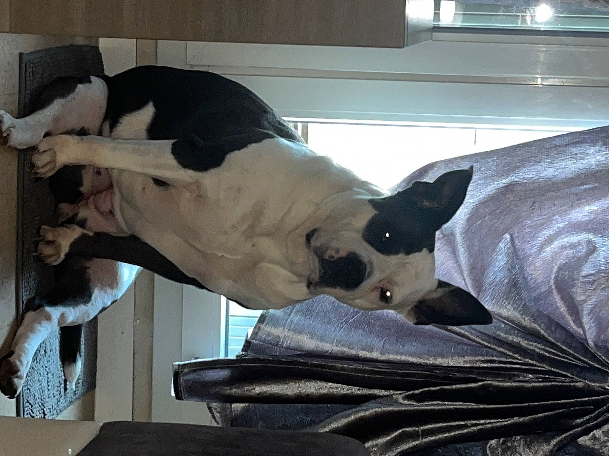 Bulma participe au concours pour gagner de l'argent avec cette photo : canidae, carnivore, collar, comfort, companion_dog, dog, dog_breed, fawn, felidae, fur, linens, mammal, nap, room, small_to_medium_sized_cats, snout, sporting_group, tail, terrestrial_animal, working_animal