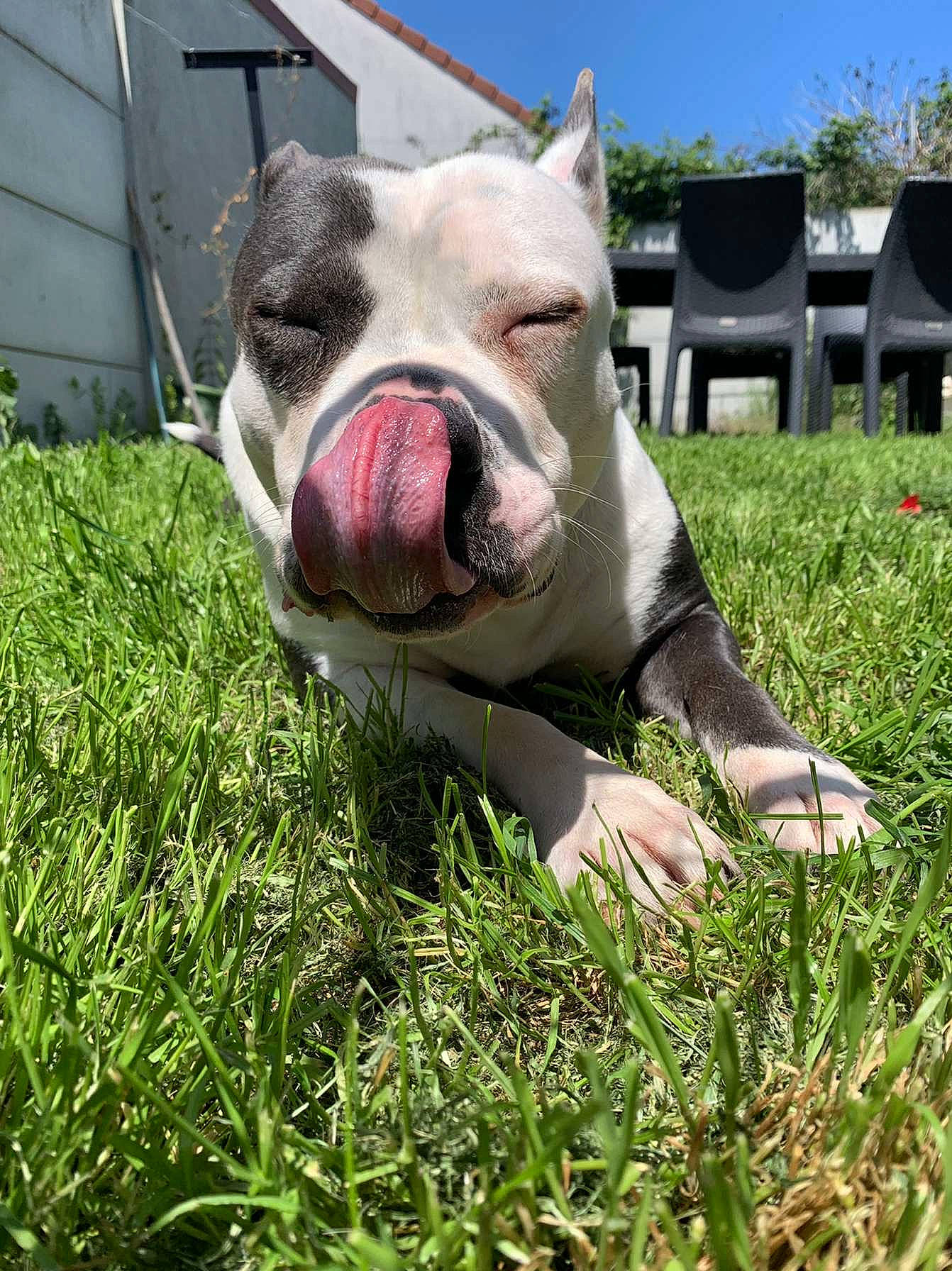 Bulma participe au concours pour gagner de l'argent avec cette photo : bulldog, carnivore, companion_dog, dog, dog_breed, eye, fawn, grass, grass_family, grassland, jaw, lawn, livestock, plant, sky, snout, terrestrial_animal, whiskers, working_animal, wrinkle