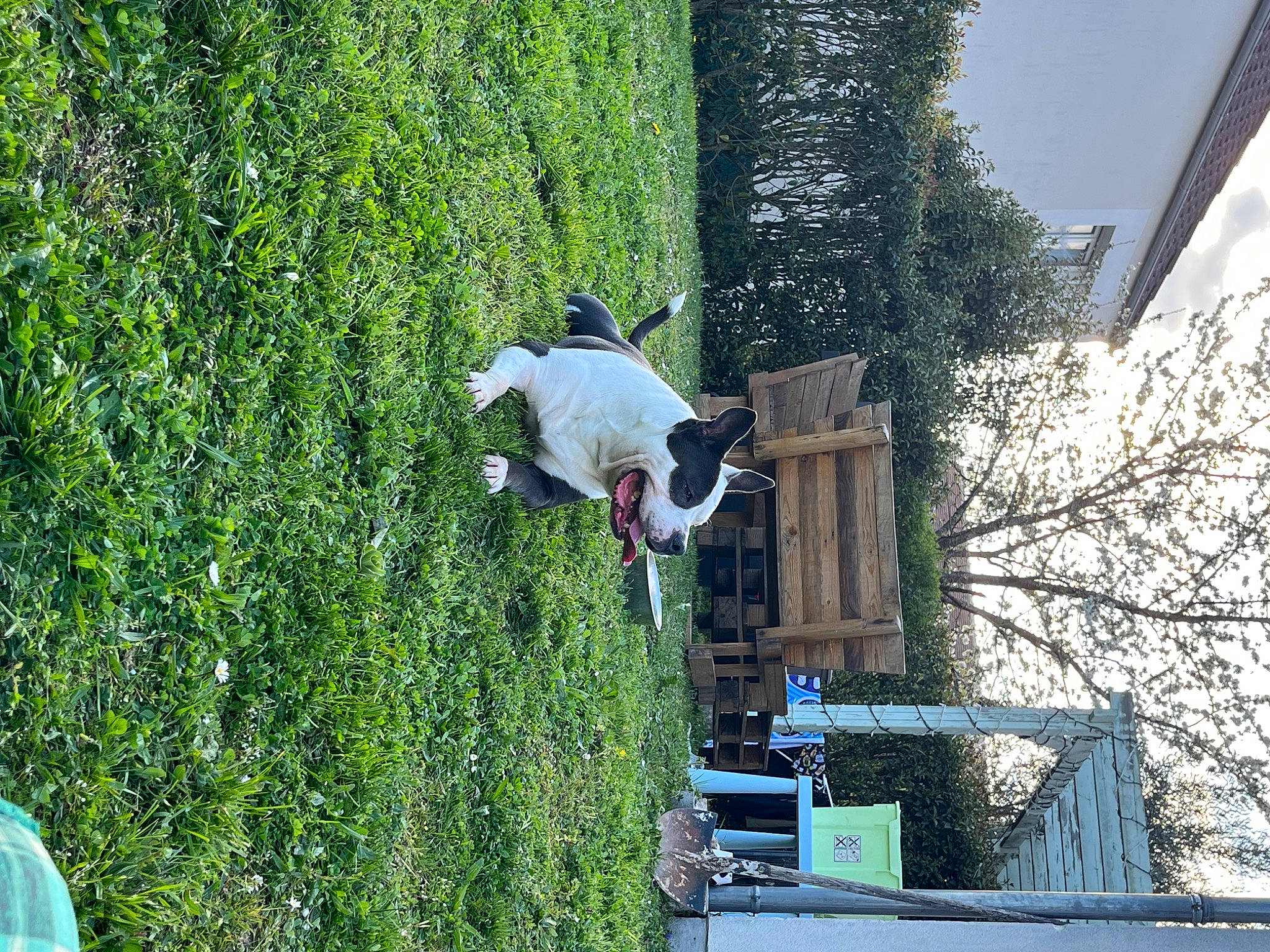 Bulma a rejoint le concours — aidez-le/la à gagner de superbes lots ! adventure, carnivore, dog, extreme_sport, fun, grass, house, leisure, plant, recreation, shrub, sky, slope, sports_equipment, stunt, tree