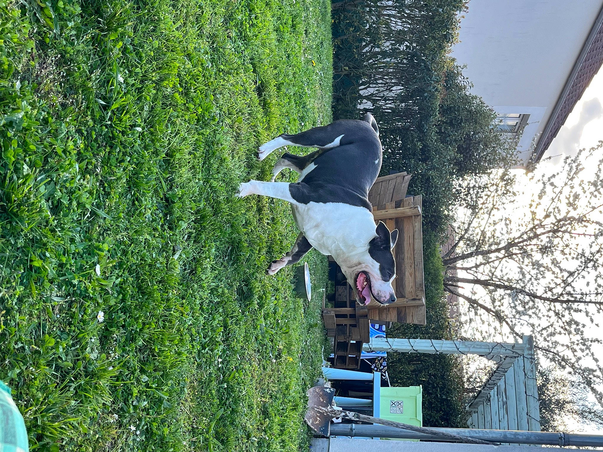 Bulma a rejoint le concours — aidez-le/la à gagner de superbes lots ! extreme_sport, fun, grass, leisure, people_in_nature, plant, recreation, shrub, tail, tree