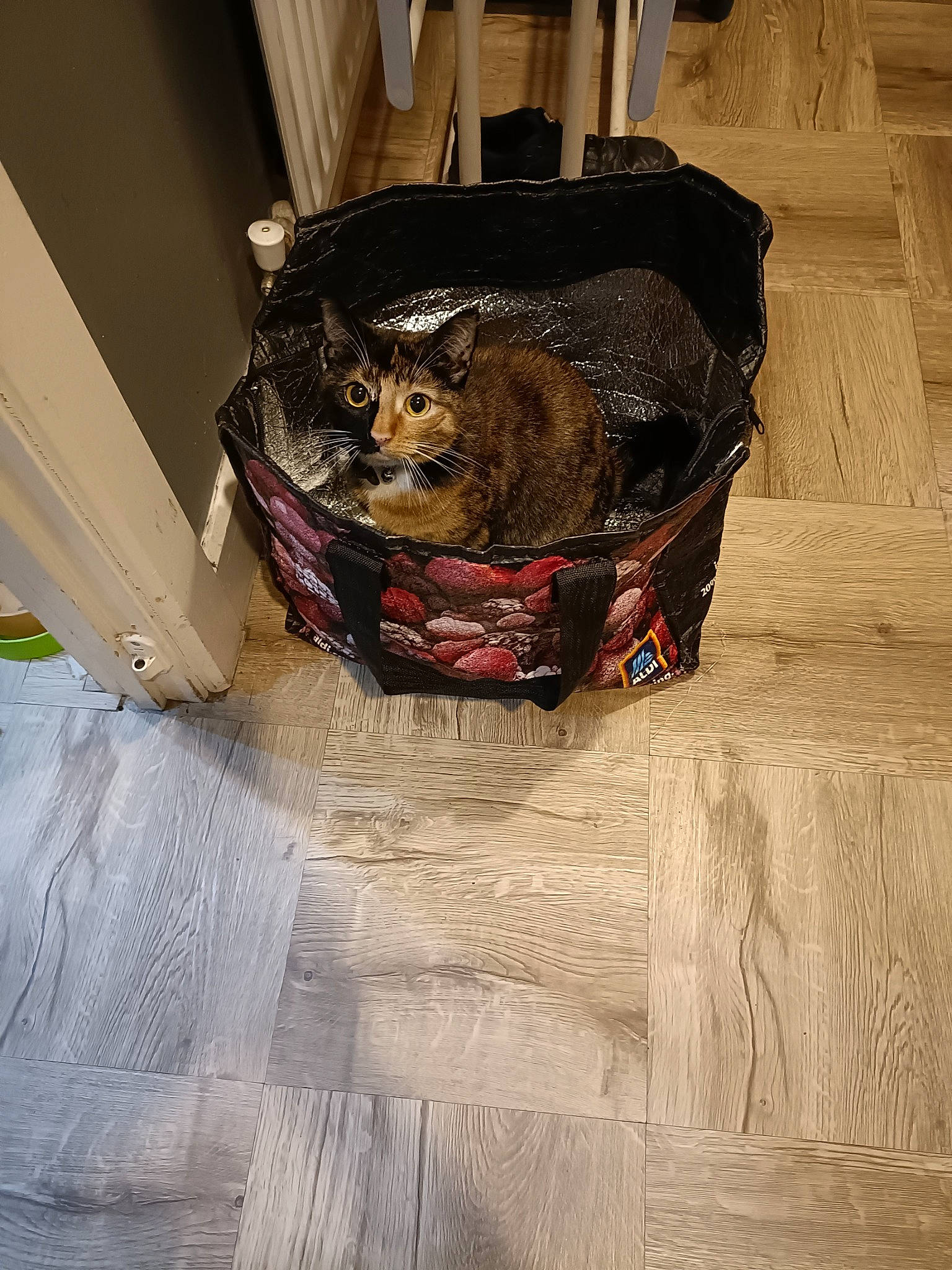 Callie is registered to the contest to win money with this photo: art, canidae, carnivore, dog_breed, dog_supply, fashion_accessory, felidae, flooring, fur, hardwood, house, snout, sporting_group, tints_and_shades, trunk, visual_arts, wood, wood_burning_stove, wood_stain, working_animal